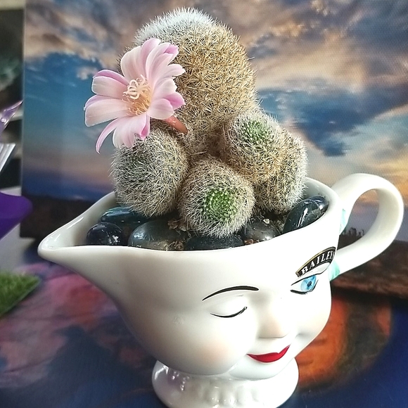 I ❤ OFFERS Thank You For Peeking In At My Closet ❤ - Picture 8 of 12